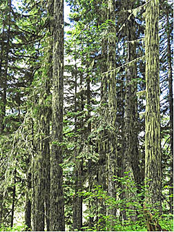 trunks with lichen smaller graphic